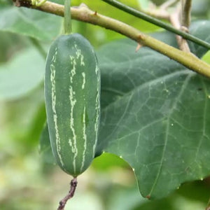 Hybrid Koval Stem | Ivy gourd 2 Cuttings - Mini's Lifestyle Store- Buy Seeds in India