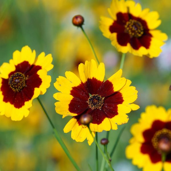 Coreopsis Tall Yellow, Hybrid Flower Seeds - Mini's Lifestyle Store- Buy Seeds in India