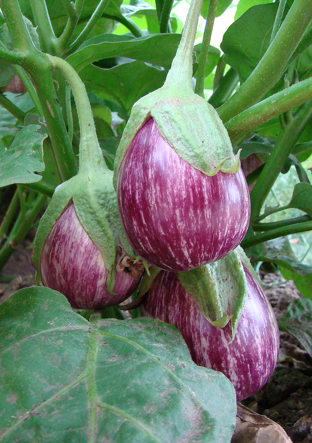 plant brinjal seeds Brinjal Green Long ( Vazhuthana ) Seed