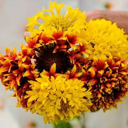 Gaillardia Double Mixed Colour Flower Seeds | Blanket flower - Mini's Lifestyle Store- Buy Seeds in India