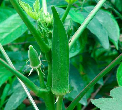 Hybrid Green Venda Seeds | Okra - Mini's Lifestyle Store- Buy Seeds in India