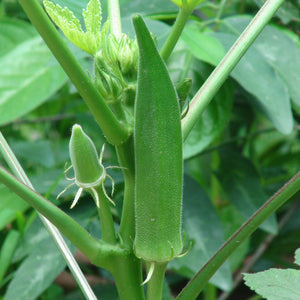 Green Venda P5 Seeds | Okra - Mini's Lifestyle Store- Buy Seeds in India