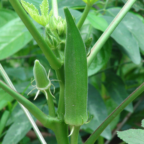 Green Venda Seeds | Arka Anamika Okra - Mini's Lifestyle Store- Buy Seeds in India