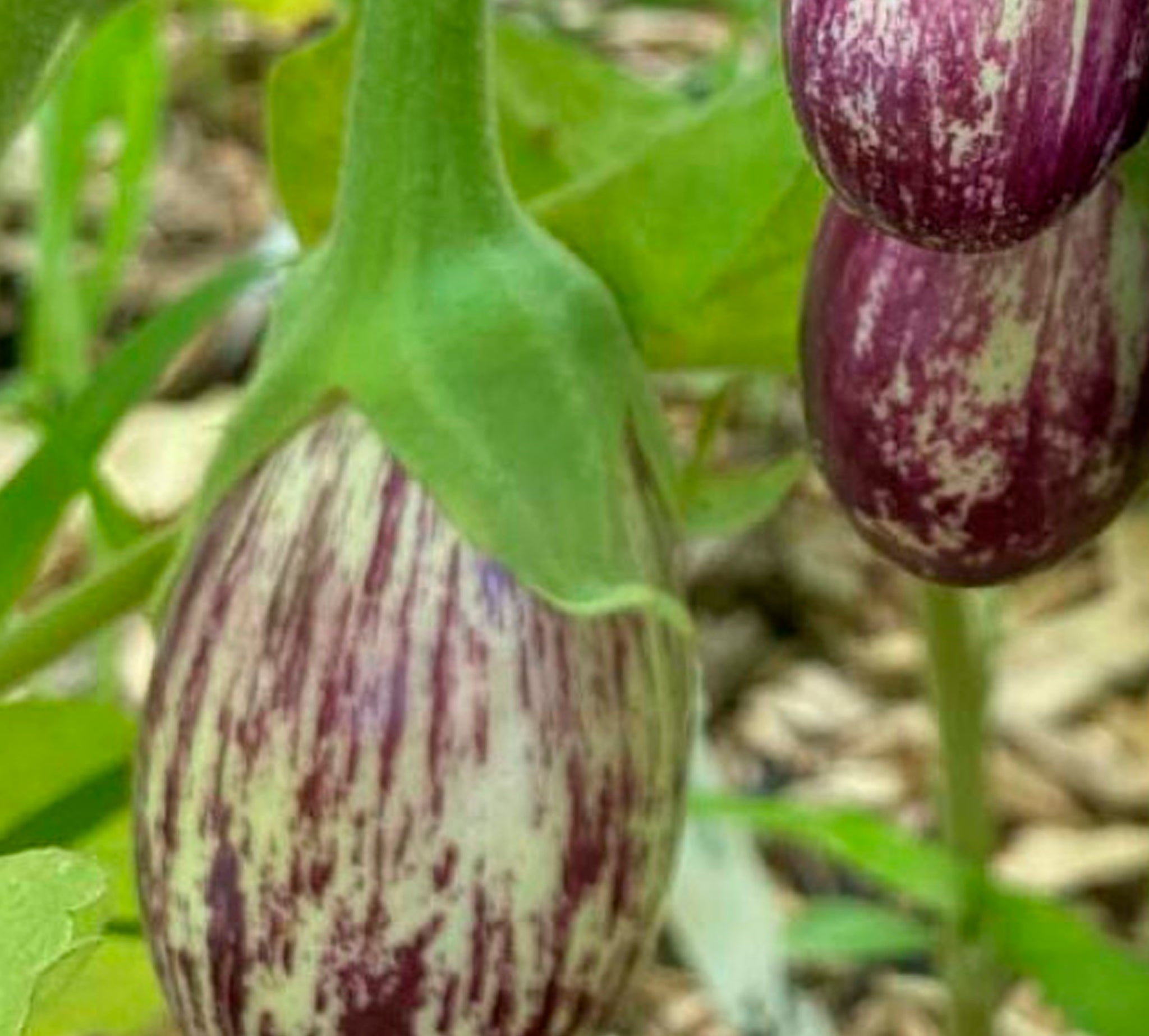 Green Violet Vazhuthana Seeds