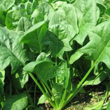 Palak Cheera | Spinach - Organic Vegetable Seeds - Mini's Lifestyle Store- Buy Seeds in India