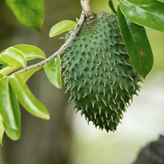 Mullatha | Soursop Fruit Seeds - Mini's Lifestyle Store- Buy Seeds in India