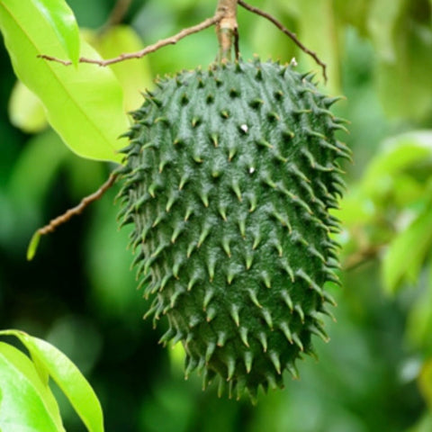 Mullatha | Soursop Fruit Seeds - Mini's Lifestyle Store- Buy Seeds in India