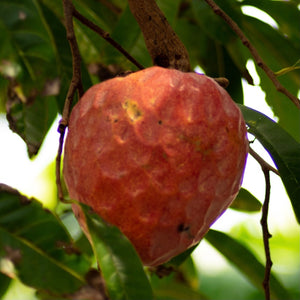 Red Custard Apple Fruit Seeds - Mini's Lifestyle Store- Buy Seeds in India