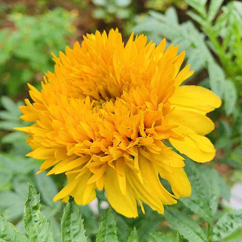 Marigold Yellow ( Bhendi Flower Seeds ) - Mini's Lifestyle Store- Buy Seeds in India