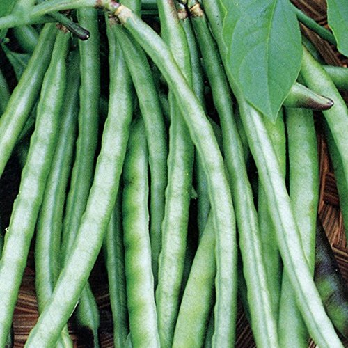 Kanakamani Kutti Payar Seeds | Green Long Cowpea Beans - Mini's Lifestyle Store- Buy Seeds in India
