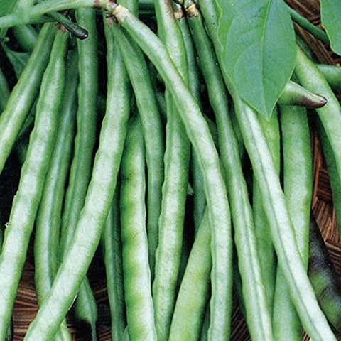 Kanakamani Kutti Payar Seeds | Green Long Cowpea Beans - Mini's Lifestyle Store- Buy Seeds in India