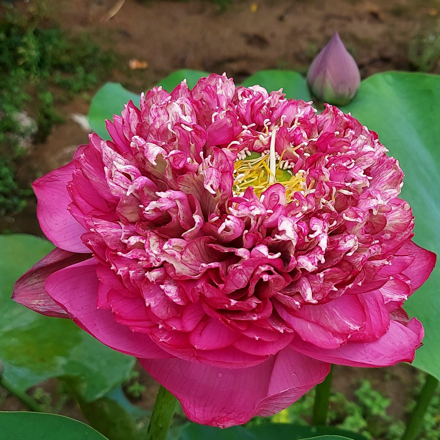 Bucha Lotus Tuber LT01 - Mini's Lifestyle Store- Buy Seeds in India