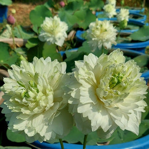 White Peony Lotus Tuber LT02 - Mini's Lifestyle Store- Buy Seeds in India