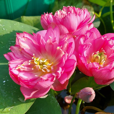 Liangli Micro Bowl Lotus Lotus Tuber LT03 - Mini's Lifestyle Store- Buy Seeds in India