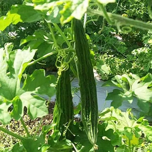 Green Long Paval Seeds (Monika) | Bitter Gourd Seeds - Mini's Lifestyle Store- Buy Seeds in India