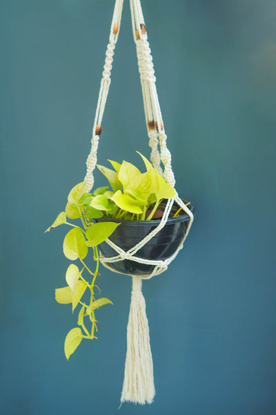 White Macrame Plant Hanger with Pot - Mini's Lifestyle Store- Buy Seeds in India