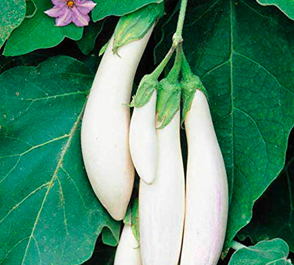 Malagha Vazhuthana Seeds | Brinjal - Mini's Lifestyle Store- Buy Seeds in India