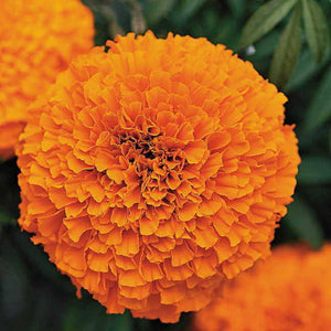 Marigold ( Bhendi ) | Orange Dwarf Double - Flower Seeds - Mini's Lifestyle Store- Buy Seeds in India