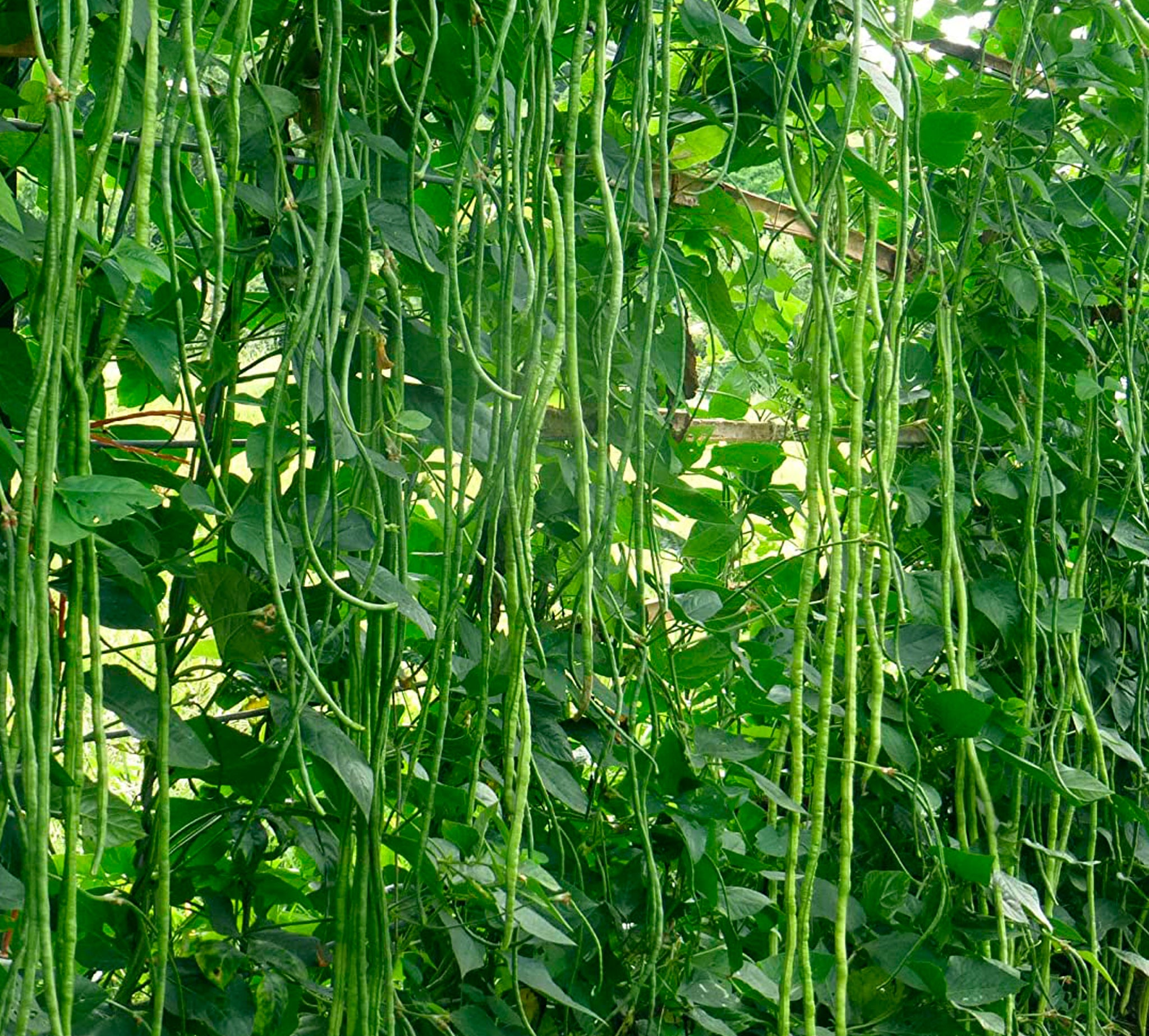 Meter payar (24 mani Payar ) Seeds