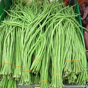 1.5 Metre long Payar Seeds ( Kanjikuzhi ) | Green Long Beans - Mini's Lifestyle Store- Buy Seeds in India