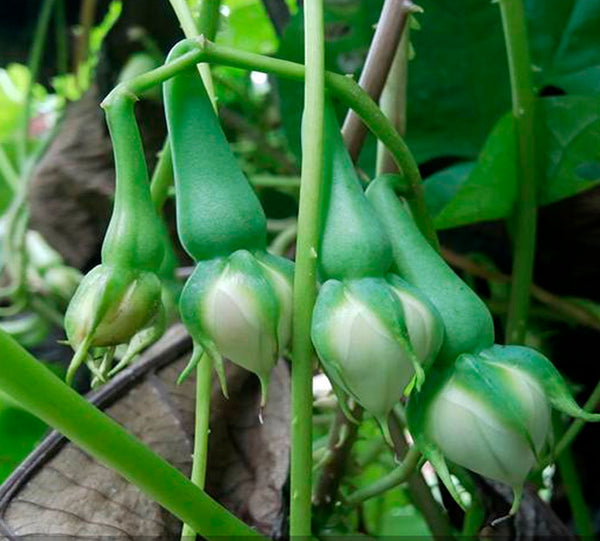 Nithya Vazhuthana Hybrid Seeds | Clove Beans - Mini's Lifestyle Store- Buy Seeds in India