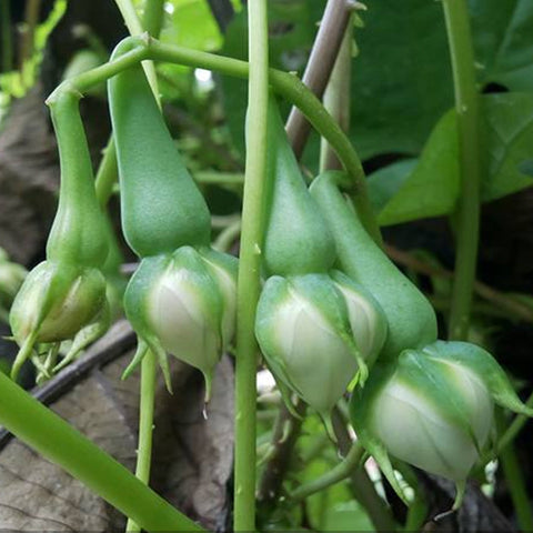 Nithya Vazhuthana Hybrid Seeds | Clove Beans - Mini's Lifestyle Store- Buy Seeds in India