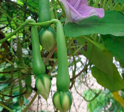 Nithya Vazhuthana Seeds - Mini's Lifestyle Store- Buy Seeds in India