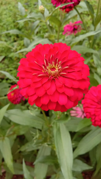 Zinnia Elegans Flower Seeds Mixed Colours - Mini's Lifestyle Store- Buy Seeds in India
