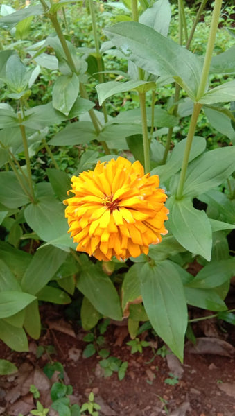 Zinnia Elegans Flower Seeds Mixed Colours - Mini's Lifestyle Store- Buy Seeds in India