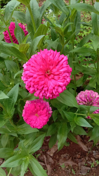 Zinnia Elegans Flower Seeds Mixed Colours - Mini's Lifestyle Store- Buy Seeds in India