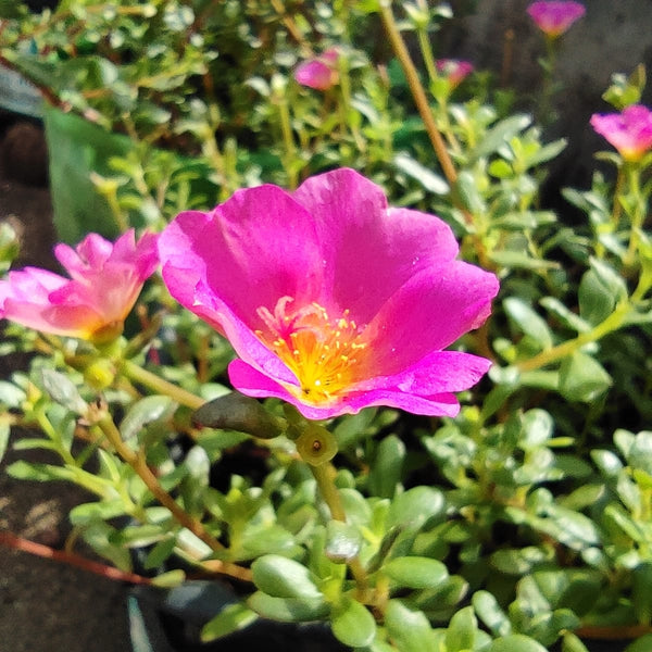 Pathumani 5 Types Cuttings ( Pursalane ) Portulaca P01 - Mini's Lifestyle Store- Buy Seeds in India