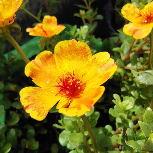 Pathumani 5 Types Cuttings ( Pursalane ) Portulaca P01 - Mini's Lifestyle Store- Buy Seeds in India