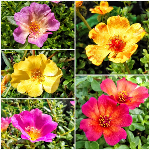 Pathumani 5 Types Cuttings ( Pursalane ) Portulaca P01 - Mini's Lifestyle Store- Buy Seeds in India