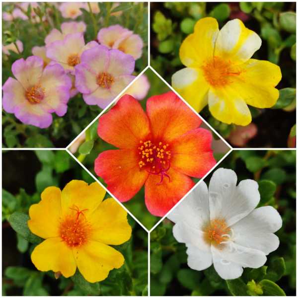 Pathumani 5 Types Cuttings ( Pursalane ) Portulaca P05 - Mini's Lifestyle Store- Buy Seeds in India