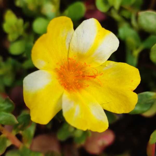 Pathumani 5 Types Cuttings ( Pursalane ) Portulaca P05 - Mini's Lifestyle Store- Buy Seeds in India