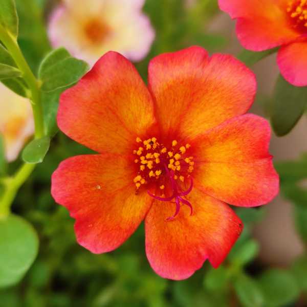 Pathumani 5 Types Cuttings ( Pursalane ) Portulaca P05 - Mini's Lifestyle Store- Buy Seeds in India