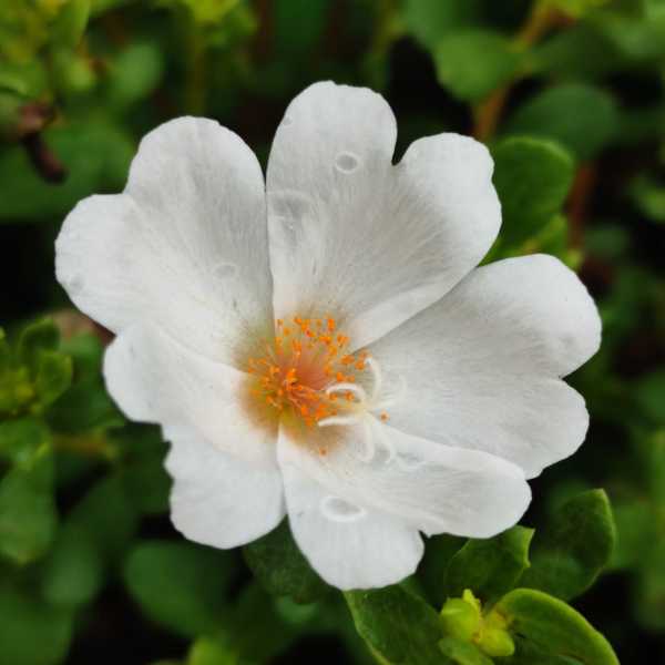 Pathumani 5 Types Cuttings ( Pursalane ) Portulaca P05 - Mini's Lifestyle Store- Buy Seeds in India