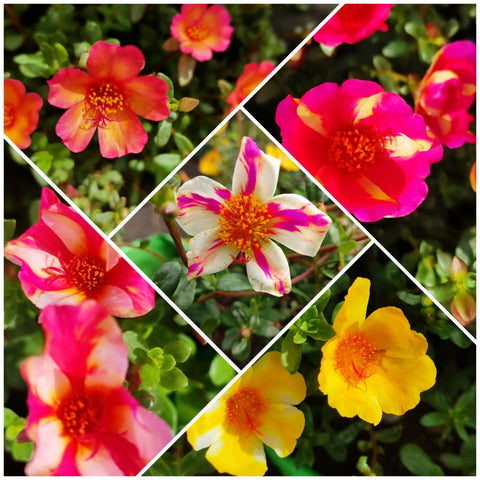 Dual Colour Pathumani 5 Types Cuttings ( Pursalane ) Portulaca P06 - Mini's Lifestyle Store- Buy Seeds in India