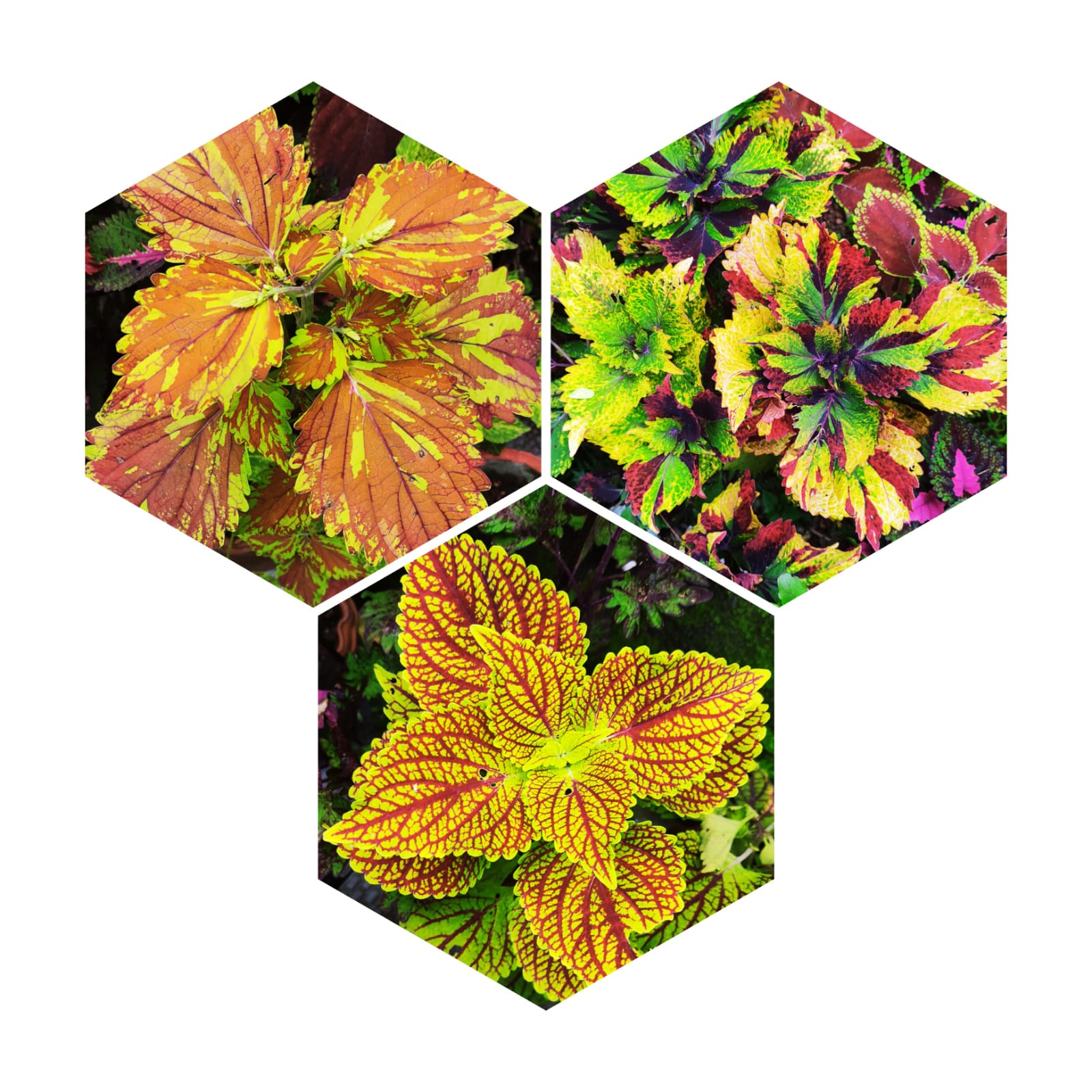 Rare Coleus Plants Collection ( Set of 3 Colours ) - C07 - Mini's Lifestyle Store- Buy Seeds in India