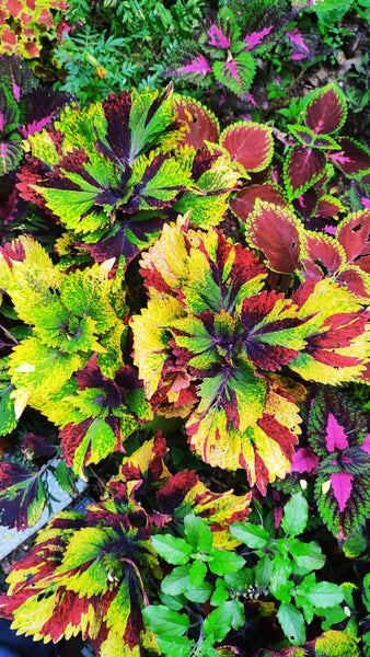 Rare Coleus Plants Collection ( Set of 3 Colours ) - C07 - Mini's Lifestyle Store- Buy Seeds in India
