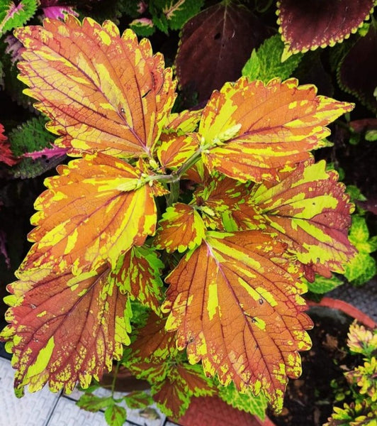 Rare Coleus Plants Collection ( Set of 3 Colours ) - C07 - Mini's Lifestyle Store- Buy Seeds in India