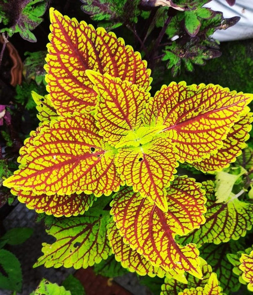 Rare Coleus Plants Collection ( Set of 3 Colours ) - C07 - Mini's Lifestyle Store- Buy Seeds in India