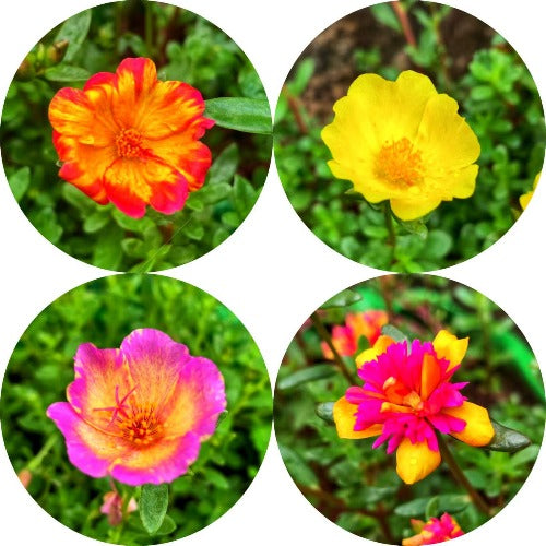 Pathumani 4 Types Cuttings ( Pursalane ) Portulaca P08 - Mini's Lifestyle Store- Buy Seeds in India