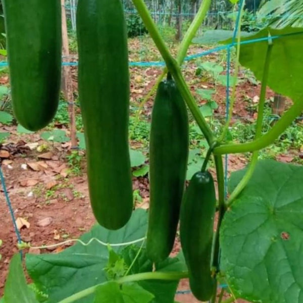 Hybrid Salad Cucumber KPCH-1 Seeds | High Yield Cucumber - Mini's Lifestyle Store- Buy Seeds in India