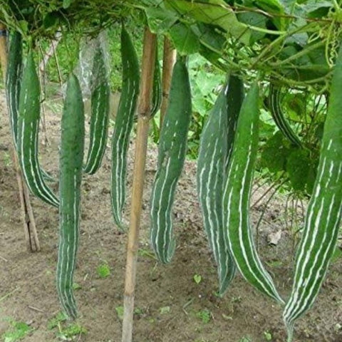 Neelan Padavalam Seeds | Long Snake Gourd - Mini's Lifestyle Store- Buy Seeds in India