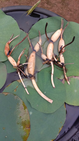 Bucha Lotus Tuber LT01 - Mini's Lifestyle Store- Buy Seeds in India