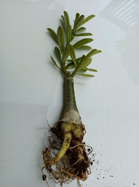 Desert Hedra Adenium Plant, Desert Rose AD18 - Mini's Lifestyle Store- Buy Seeds in India