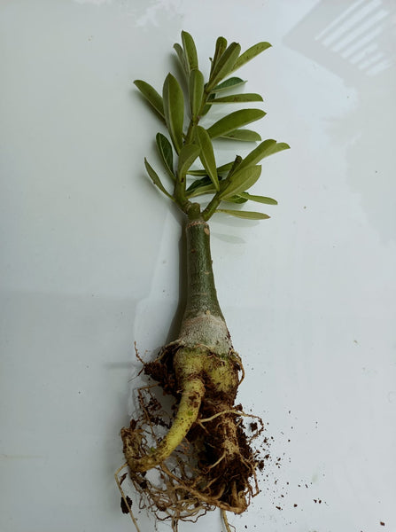 Triple Amazing Thailand Adenium Plant, Desert Rose AD09 - Mini's Lifestyle Store- Buy Seeds in India