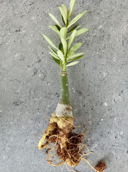 Moonshine Adenium Plant, Desert Rose AD23 - Mini's Lifestyle Store- Buy Seeds in India