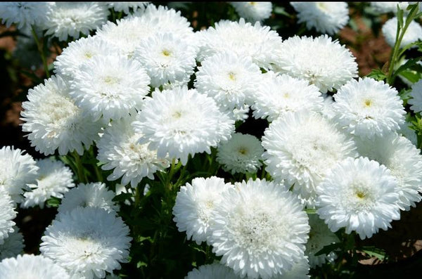 White China Aster Daisy Flower Seeds - Mini's Lifestyle Store- Buy Seeds in India